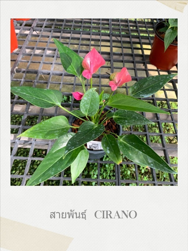 Anthurium  (ต้นดอกหน้าวัว) | pts paitoon saplee - ปะทิว ชุมพร