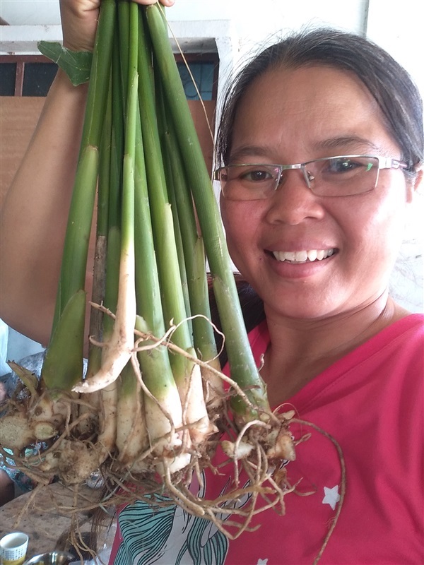 ขายพันธุ์กระวาน | เมล็ดพันธุ์ดี เกษตรวิถีไทย - เมืองระยอง ระยอง