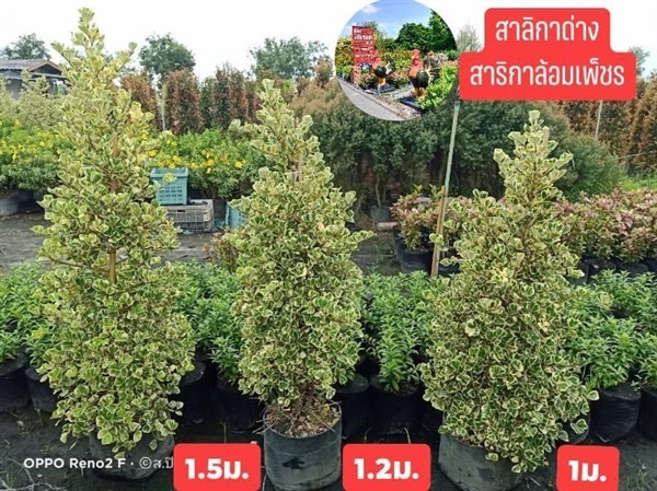 ไทรใบสามเหลี่ยม ไทรสาริกาล้อมเพชร 1เมตร | สวนปิยะวัฒน์พันธ์ไม้ - องครักษ์ นครนายก