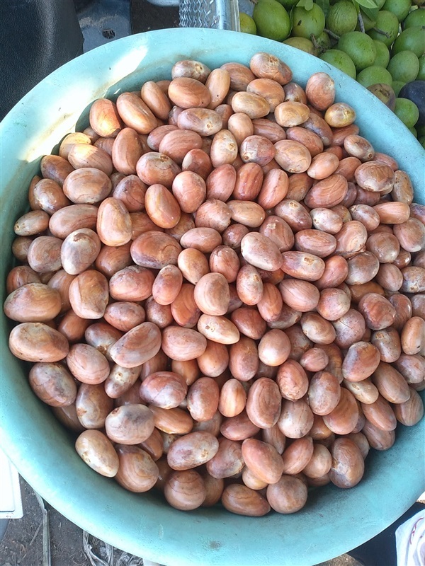 ขนุนทองประเสริฐ ขายเมล็ดพร้อมเพาะจำนวนมาก | เมล็ดพันธุ์ดี เกษตรวิถีไทย - เมืองระยอง ระยอง