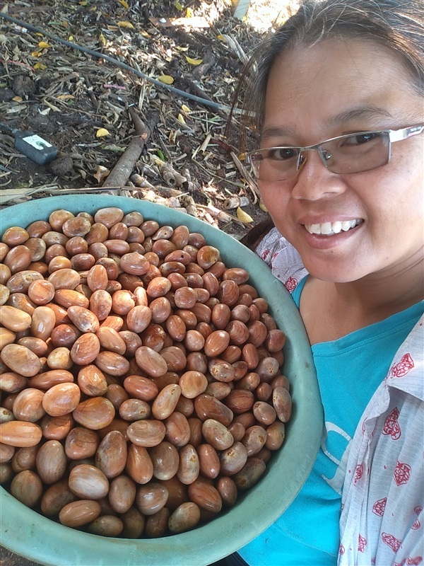 ขุนทองประเสริฐ ขายเมล็ดพร้อมเพาะและกิ่งทาบ | เมล็ดพันธุ์ดี เกษตรวิถีไทย - เมืองระยอง ระยอง