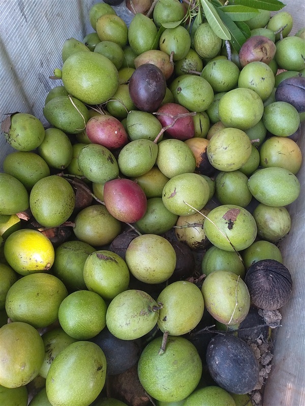 ตีนเป็ดน้ำ ขายเมล็ดพร้อมเพาะและต้นกล้าพร้อมปลูก | เมล็ดพันธุ์ดี เกษตรวิถีไทย - เมืองระยอง ระยอง