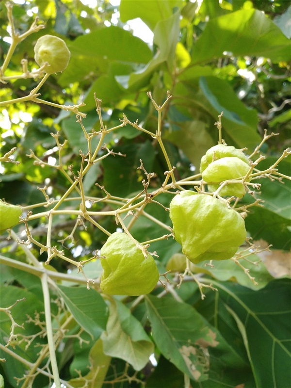 ขายเมล็ดพันธุ์ สักทอง จำนวนมาก | เมล็ดพันธุ์ดี เกษตรวิถีไทย - เมืองระยอง ระยอง