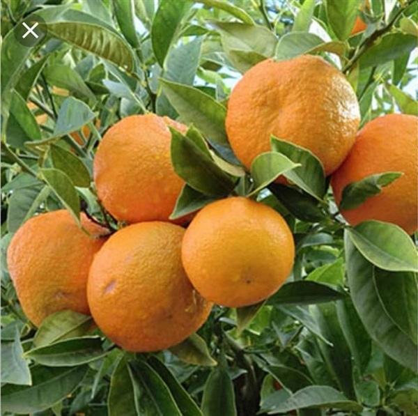 #ส้มจีน กิ่งตอน ความสูง 70 cm แข็งแรงทุกต้น | Drenglish Garden มหาสารคาม - กันทรวิชัย มหาสารคาม