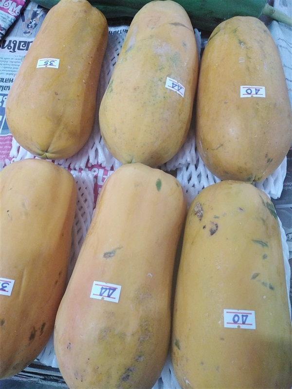 ขายเมล็ดและต้นมะละกอฮอนแลนด์ | เมล็ดพันธุ์ดี เกษตรวิถีไทย - เมืองระยอง ระยอง