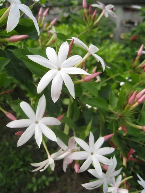 #มะลิหลวง ดอกสีขาวสวยต้นเลื้อยราคาต้นละ 150 บาทสนใจสอบถามได้ | Drenglish Garden มหาสารคาม - กันทรวิชัย มหาสารคาม