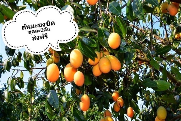 ต้นมะยงชิด | เมล็ดพันธุ์การเกษตร - สีชมพู ขอนแก่น