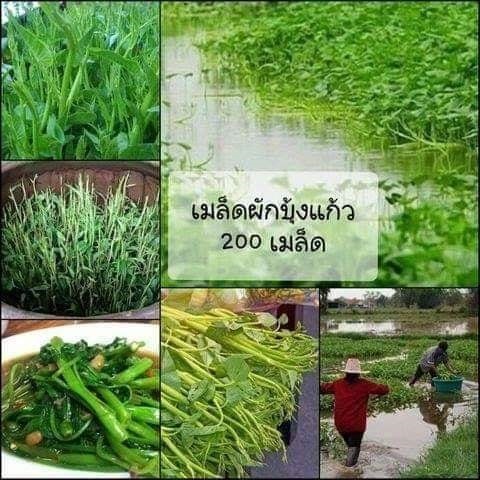 เมล็ดพันธุ์ผักบุ้งแก้ว? ซื้อ3แถม1คละได้ค่ะ | เมล็ดพันธุ์การเกษตร - สีชมพู ขอนแก่น