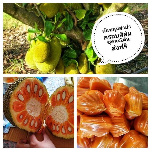 ต้นขนุนจำปากรอบสีส้ม ชุดละ2ต้นส่งฟรี | เมล็ดพันธุ์การเกษตร - สีชมพู ขอนแก่น