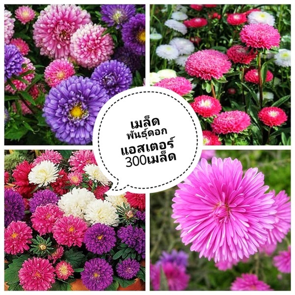 เมล็ดพันธุ์ดอกแอสเตอร์ ซื้อ3แถม1คละได้ค่ะ? | เมล็ดพันธุ์การเกษตร - สีชมพู ขอนแก่น