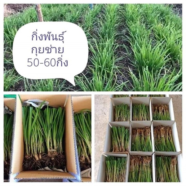 กิ่งพันธุ์กุยช่าย กล่องละ50-60กิ่ง | เมล็ดพันธุ์การเกษตร - สีชมพู ขอนแก่น