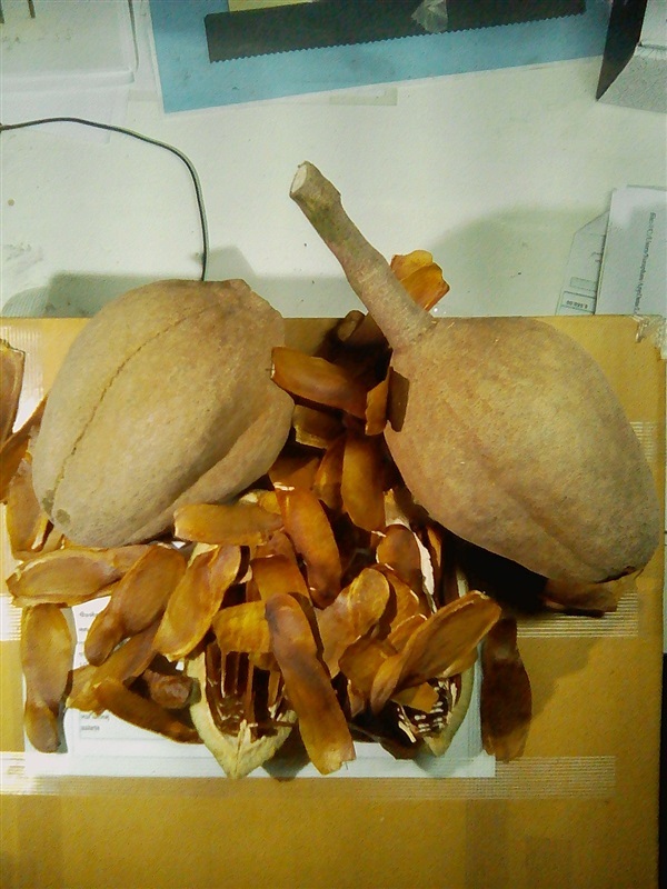 เมล็ดมะฮอกกานี