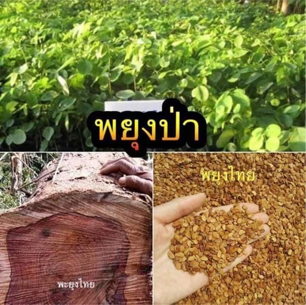 เมล็ดพันธุ์พยุงป่า ซื้อ3แถม1คละได้