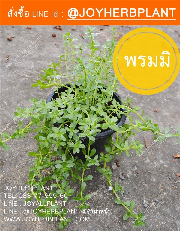 พรมมิ (ผักมิ) จัดส่งทั่วประเทศ | ร้านจอยต้นสมุนไพร - หนองแขม กรุงเทพมหานคร