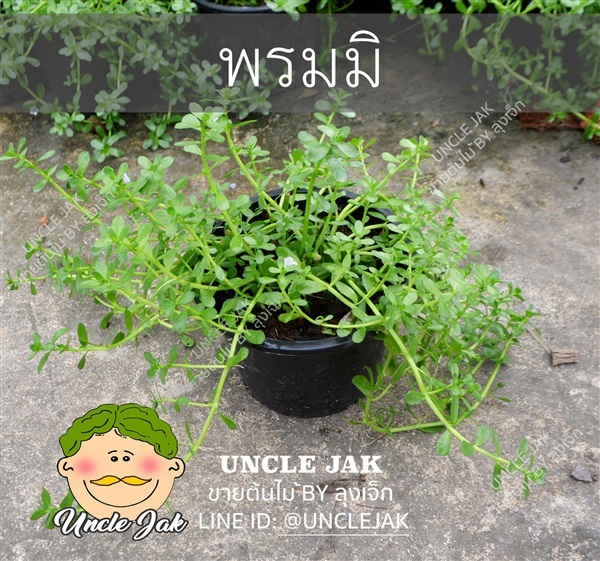 พรมมิ ผัำบำรุงสมอง ป้องกันอัลไซเมอร์ | Uncle Jak   - หนองแขม กรุงเทพมหานคร