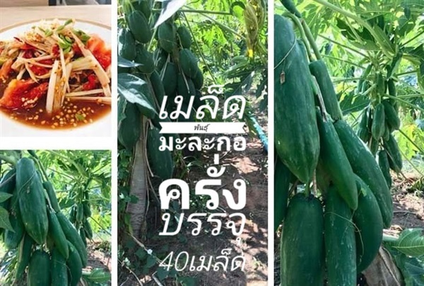 เมล็ดพันธุ์มะละกอครั่ง ซื้อ3แถม1คละได้ | เมล็ดพันธุ์การเกษตร - สีชมพู ขอนแก่น