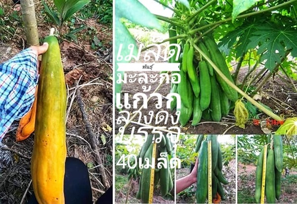 เมล็ดพันธุ์มะละกอแก้วกลางดง ซื้อ3แถม1คละได้ | เมล็ดพันธุ์การเกษตร - สีชมพู ขอนแก่น