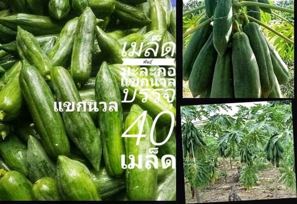 เมล็ดพันธุ์มะละกอแขกนวล ซื้อ3แถม1 | เมล็ดพันธุ์การเกษตร - สีชมพู ขอนแก่น