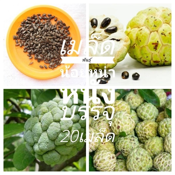 เมล็ดพันธุ์น้อยหน่าหนัง ซื้อ3แถม1