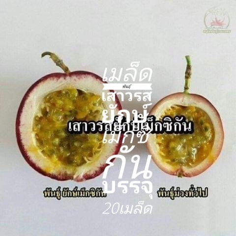 เมล็ดพันธุ์เสาวรสยักษ์เม็กซิกัน ซื้อ3แถม1