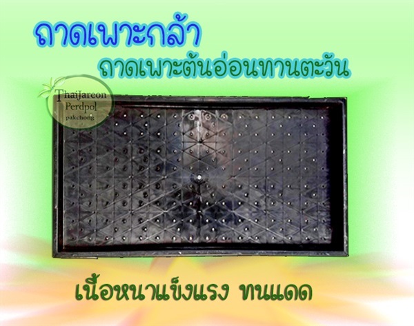 ถาดเพา่ะต้นอ่อน ถาดเพาะต้นกล้า ถาดเพาะทานตะวัน เนื้อหนา | ร้านไทยเจริญพืชผล ปากช่อง - ปากช่อง นครราชสีมา