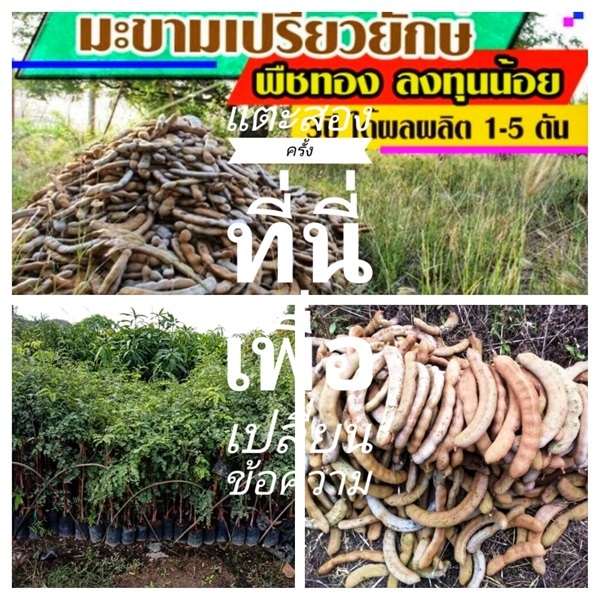 ต้นมะขามยักษ์เปรี้ยว ชุดละ2ต้นส่งฟรี | เมล็ดพันธุ์การเกษตร - สีชมพู ขอนแก่น