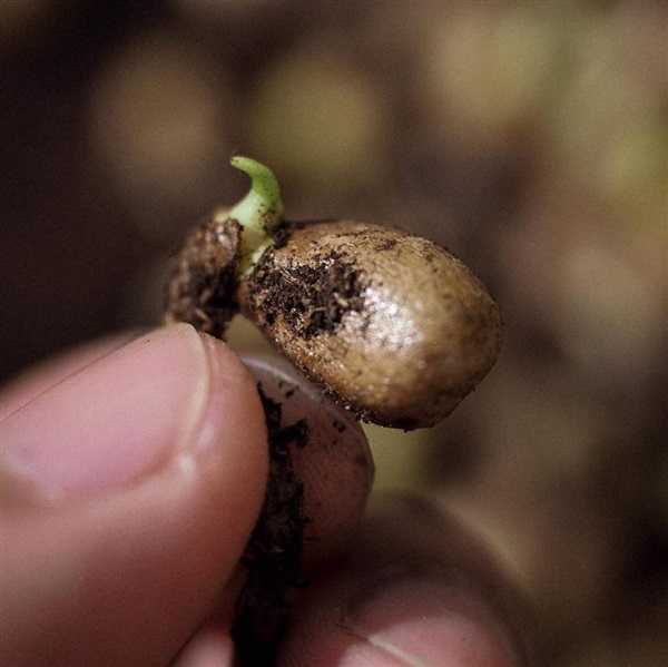 เปิดจอง Monstera Deliciosa seeds #หรือเมล็ดมอนสเตอร่าไจแอนท์ | สวนชมสุข - สิชล นครศรีธรรมราช