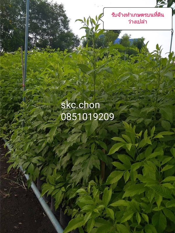 รับจ้างทำเกษตรบนที่ดินว่างเปล่า | SKC Chonburi - เมืองชลบุรี ชลบุรี