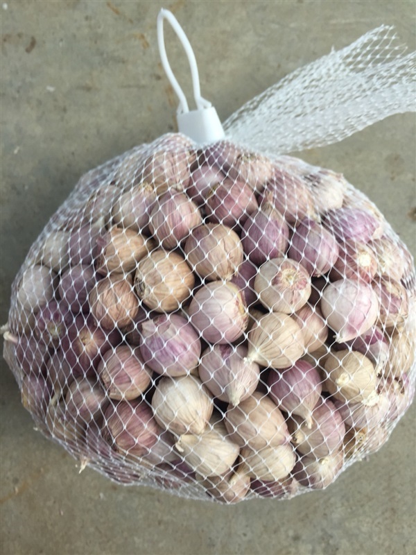กระเทียมโทน Chiangdao Garlic | Chiangdao Garlic -  เชียงใหม่