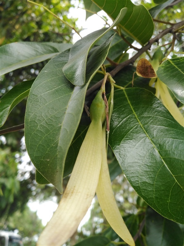 พยอมเมล็ดละ2บาท | เมล็ดพันธุ์ดี เกษตรวิถีไทย - เมืองระยอง ระยอง