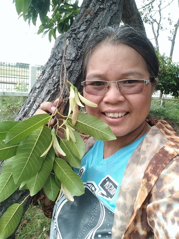 ขายเมล็ดพันธุ์พยอม