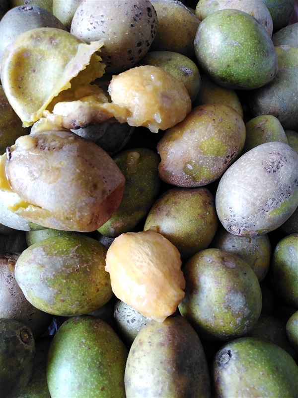 ขายเมล็ดมะกอกป่า | เมล็ดพันธุ์ดี เกษตรวิถีไทย - เมืองระยอง ระยอง