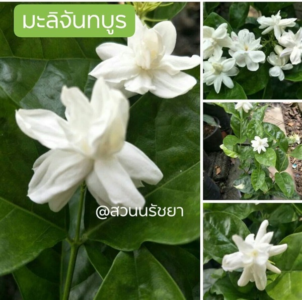 มะลิจันทร์บูร | สวนนรัชยา - วัฒนา กรุงเทพมหานคร