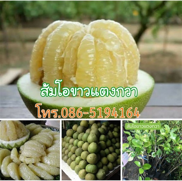 ส้มโอขาวแตงกวา | สวนนรัชยา - วัฒนา กรุงเทพมหานคร