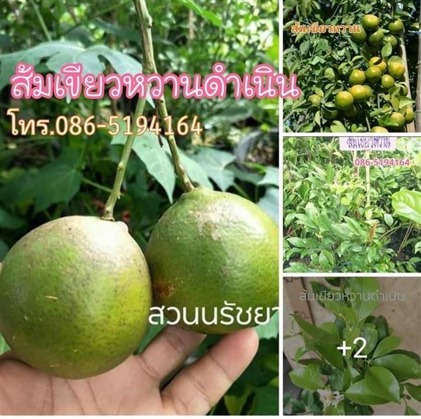 ส้มเขียวหวานดำเนิน | สวนนรัชยา - วัฒนา กรุงเทพมหานคร