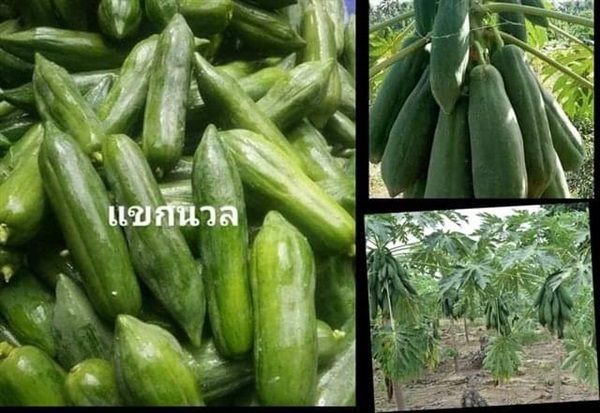 เมล็ดพันธุ์มะละกอแขกนวลต้นเตี้ย ซื้อ3แถม1