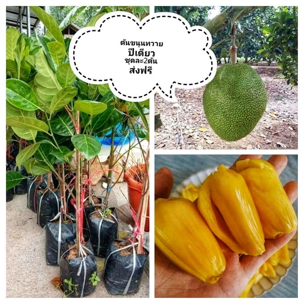 ต้นขนุนทวายปีเดียว ชุดละ2ต้นส่งฟรี | เมล็ดพันธุ์การเกษตร - สีชมพู ขอนแก่น