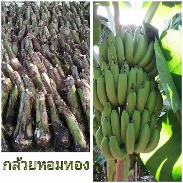 กล้วยหอมทอง กล้วยคาเวนดิช กล้วยไข่ กล้วยน้ำว้า ส่งทั่วไทยค่ะ | Drenglish Garden มหาสารคาม - กันทรวิชัย มหาสารคาม