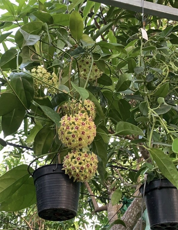 Hoya Halconensis