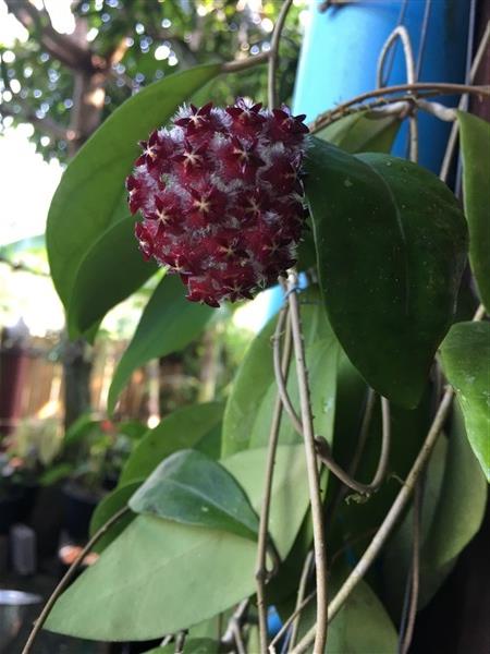 Hoya Mindorensis red