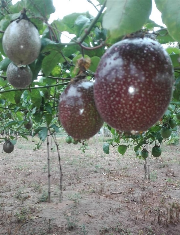 พันธุ์เสาวรสไทนุง(ไต้หวัน)