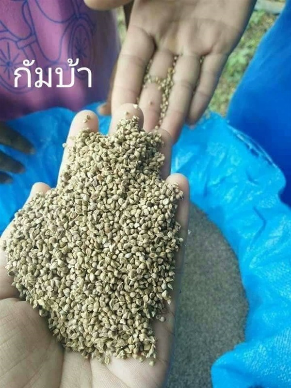 เมล็ดหญ้ากัมบ้า | เมล็ดถั่วเขียว อุบลราชธานี - เมืองอุบลราชธานี อุบลราชธานี