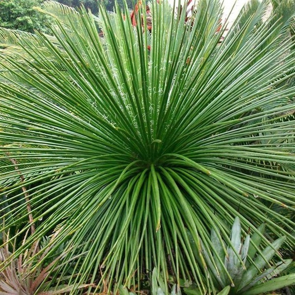 Agave geminiflora