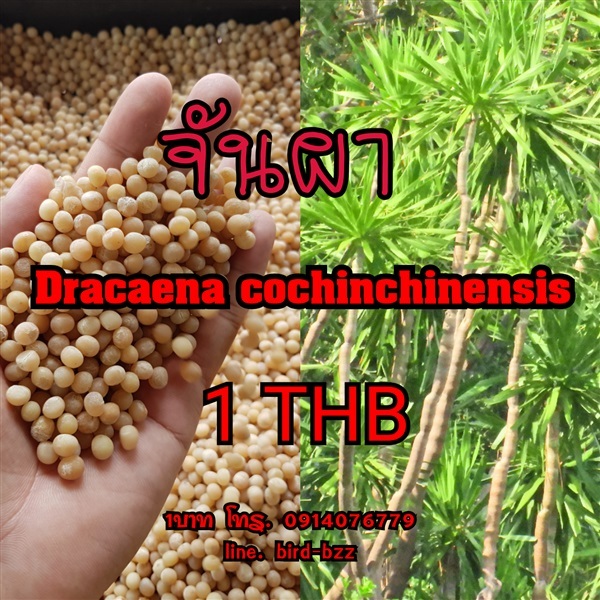 Dracaena cochinchinensis  | สามร้อยยอด - สามร้อยยอด ประจวบคีรีขันธ์