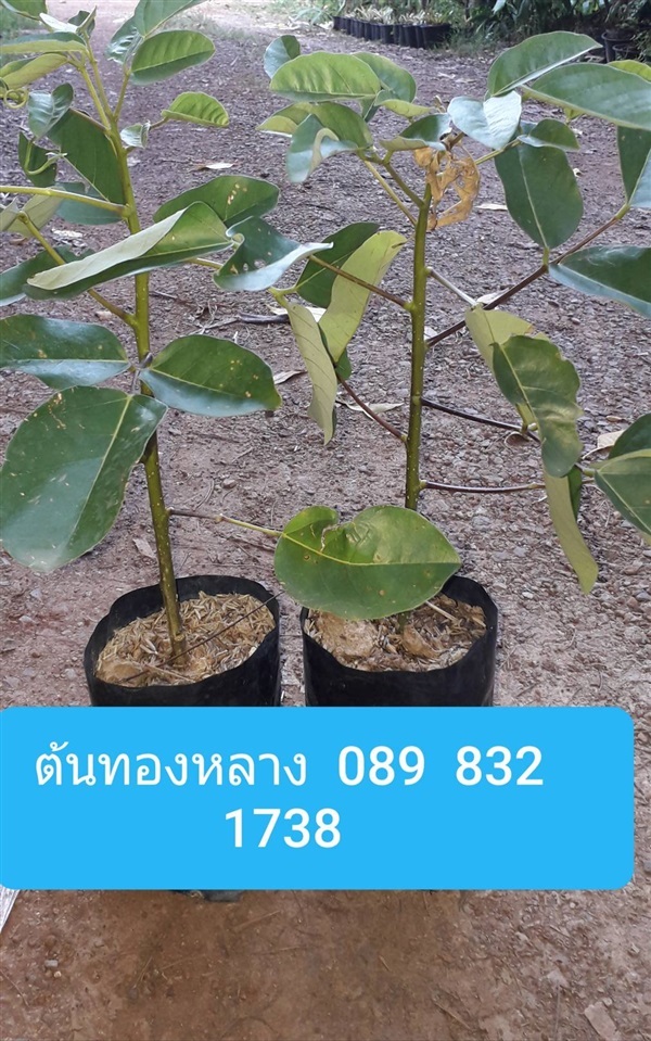 ต้นทองหลาง | โชค พันธุ์ไม้ - เมืองปราจีนบุรี ปราจีนบุรี