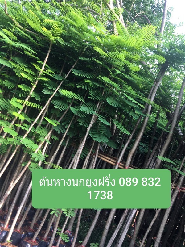 ต้นหางนกยูงฝรั่ง | โชค พันธุ์ไม้ - เมืองปราจีนบุรี ปราจีนบุรี