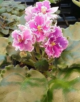 African violet | MAomblooms - แม่เมาะ ลำปาง