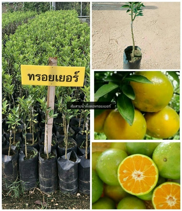 ต้นส้มสายน้ำผึ้งตอทรอยเยอร์  | ห้างหุ้นส่วนจำกัด แกรนด์การ์เด้น พลัส - คลองหลวง ปทุมธานี