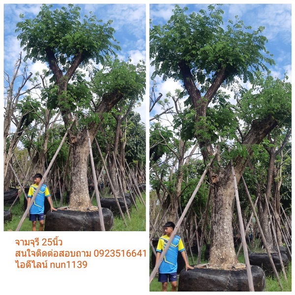 ต้นจามจุรี 25นิ้ว | สวนป้าควรพันธ์ไม้ -  สระบุรี