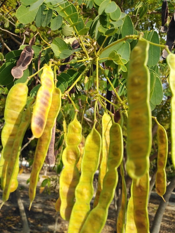 ขายเมล็ดพร้อมเพาะ ทรงบาดาล | เมล็ดพันธุ์ดี เกษตรวิถีไทย - เมืองระยอง ระยอง